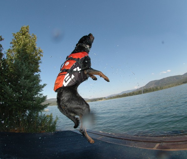 EzyDog DFD Schwimmweste - gelb Größe