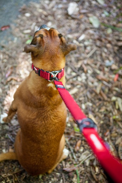 Aufblasbares Hundehalsband Donut – Weicher Kegelersatz Nach OP, Für Alle Hundegrößen